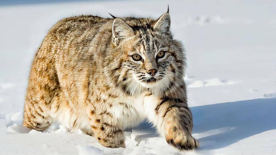 猞猁_动物_数量