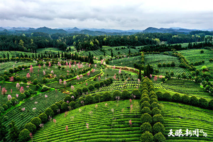 贵州茶山风景区图片