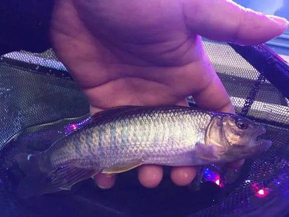 水中精灵宽鳍鱲,钓鱼人经常把它和马口鱼傻傻分不清楚