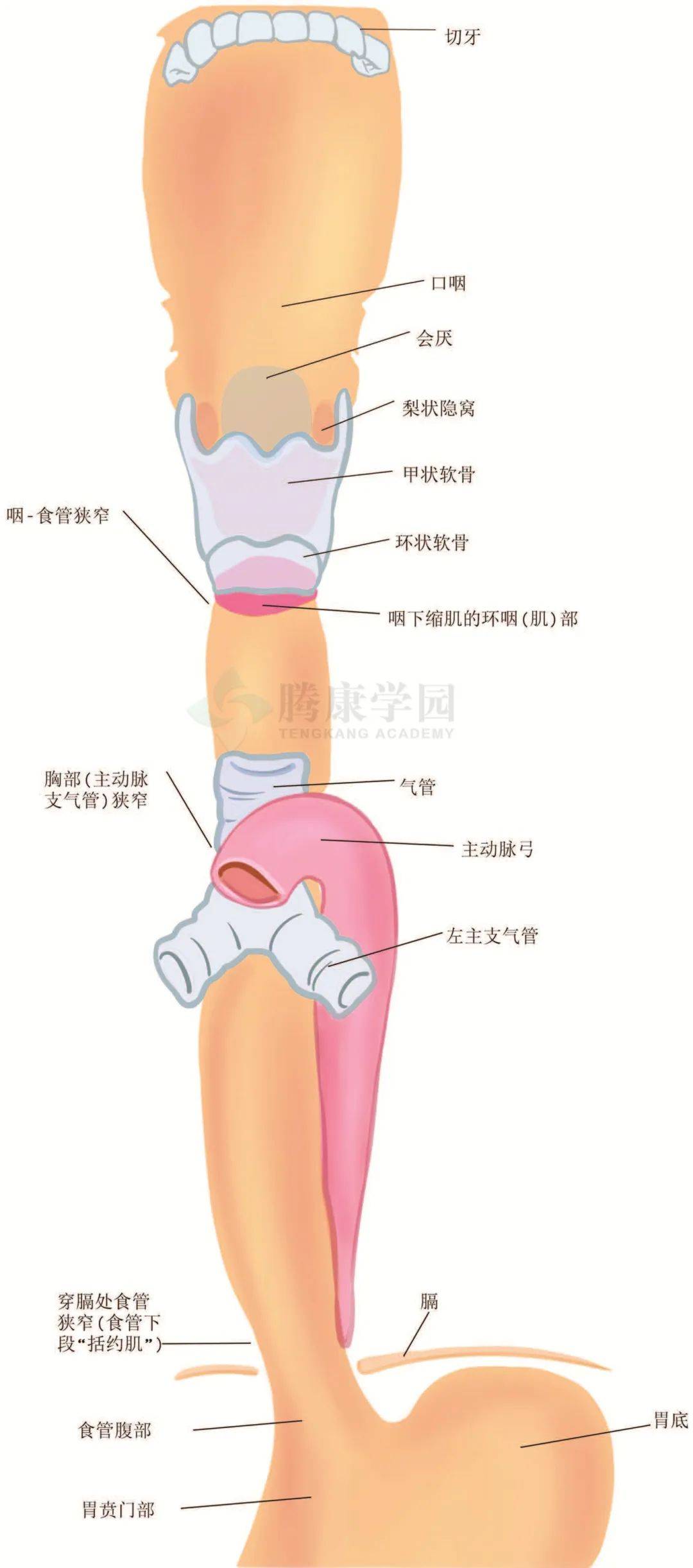 气管与食管位置图片图片