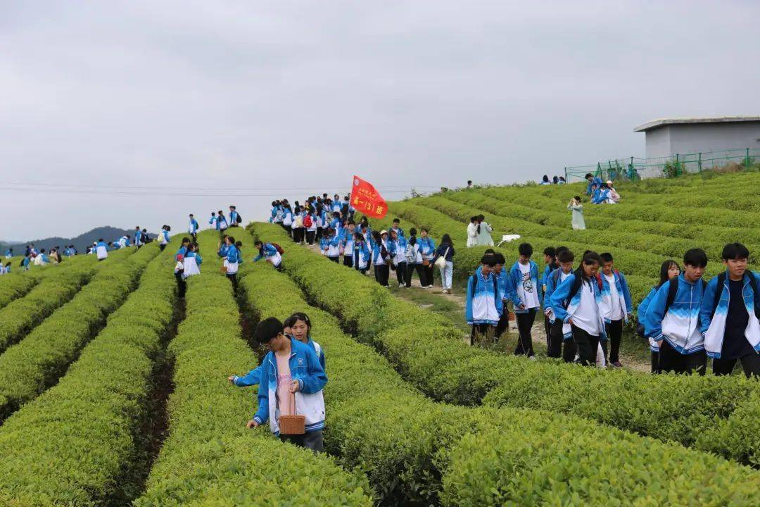 安顺市民族中学开展"茶文化"研学活动
