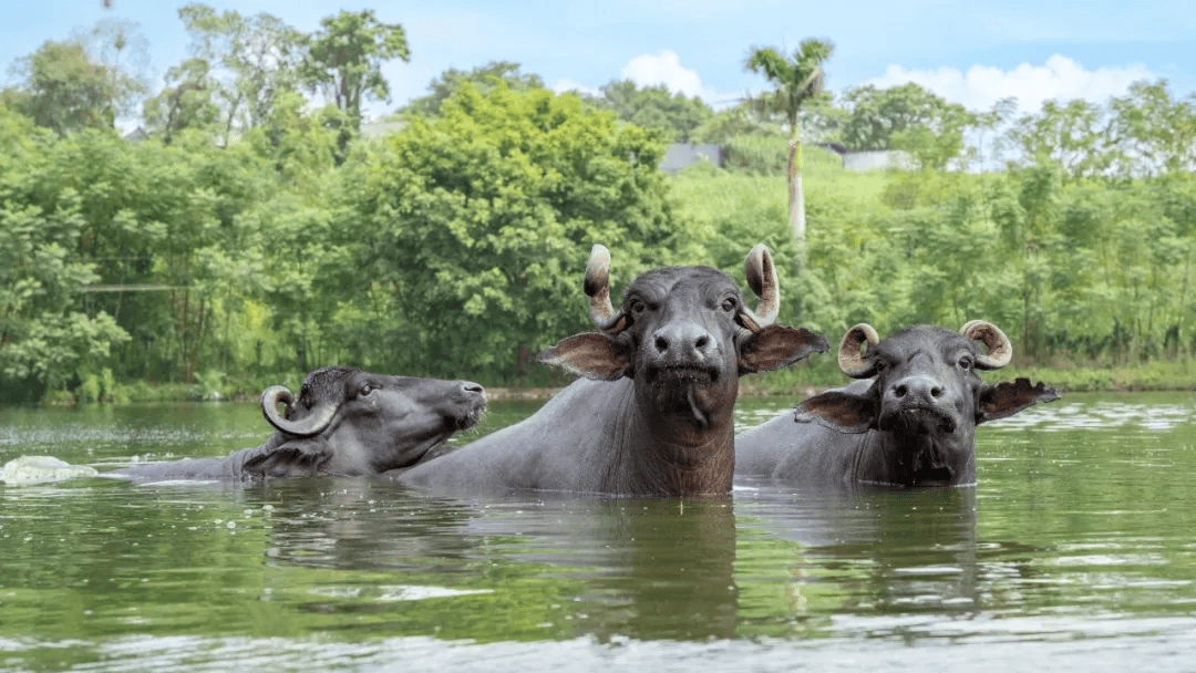 娃长高的原因,可离不开它!