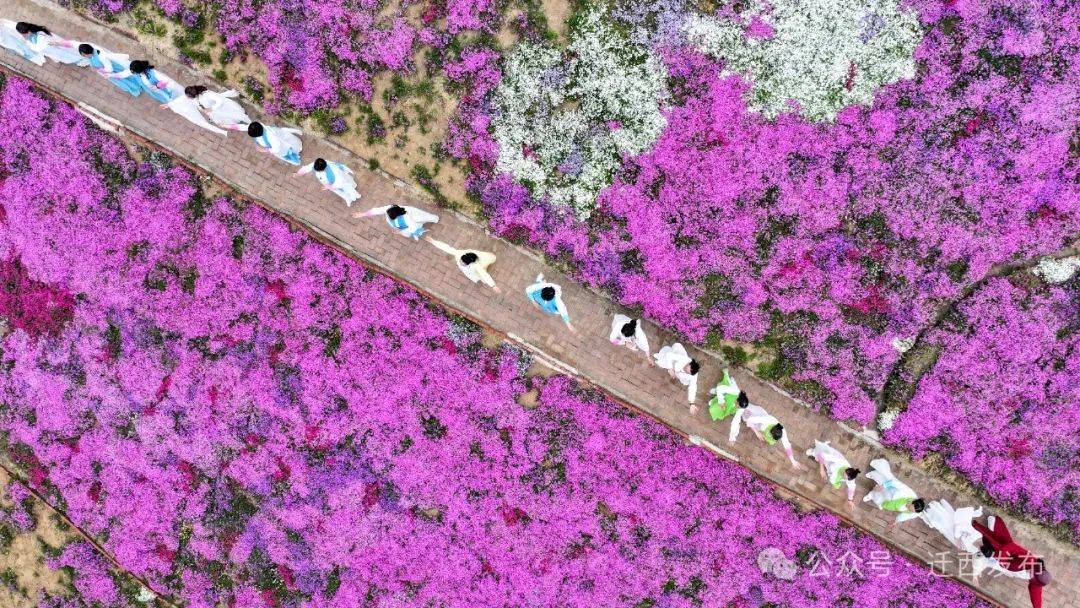 【新闻特写】芝樱盛放 邂逅花海