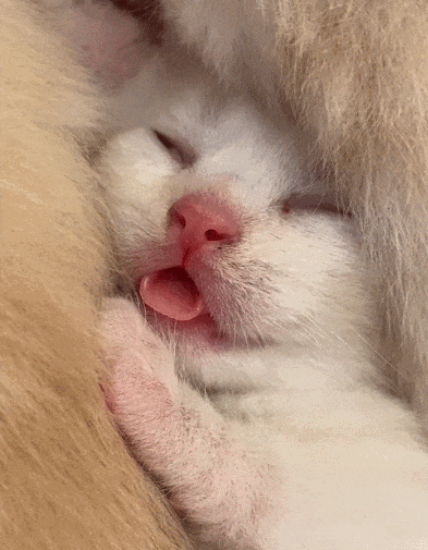 怎么还有这样睡觉的猫猫啊这摆明了是在勾引我嗦它jiojio啊啊啊啊啊