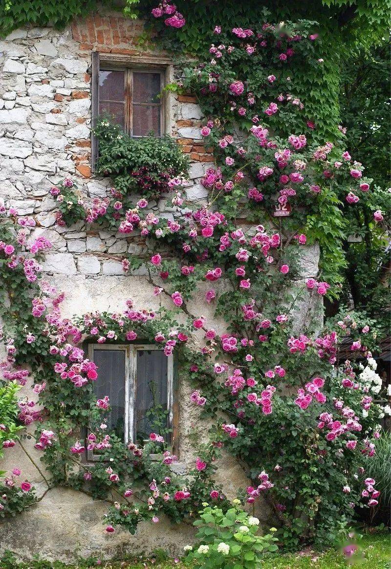 这些多彩藤蔓植物,随便一株就能爬满墙头,美翻十里八村!