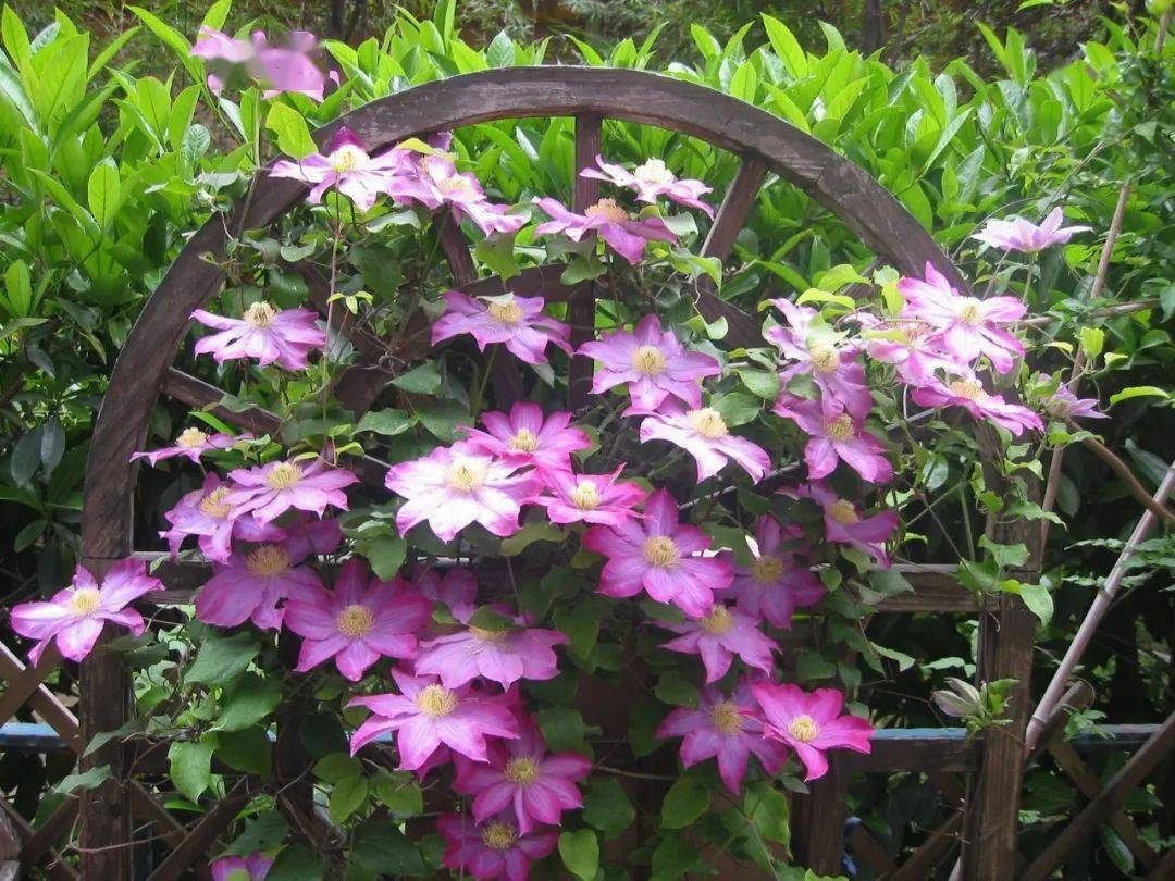 这些多彩藤蔓植物,随便一株就能爬满墙头,美翻十里八村!