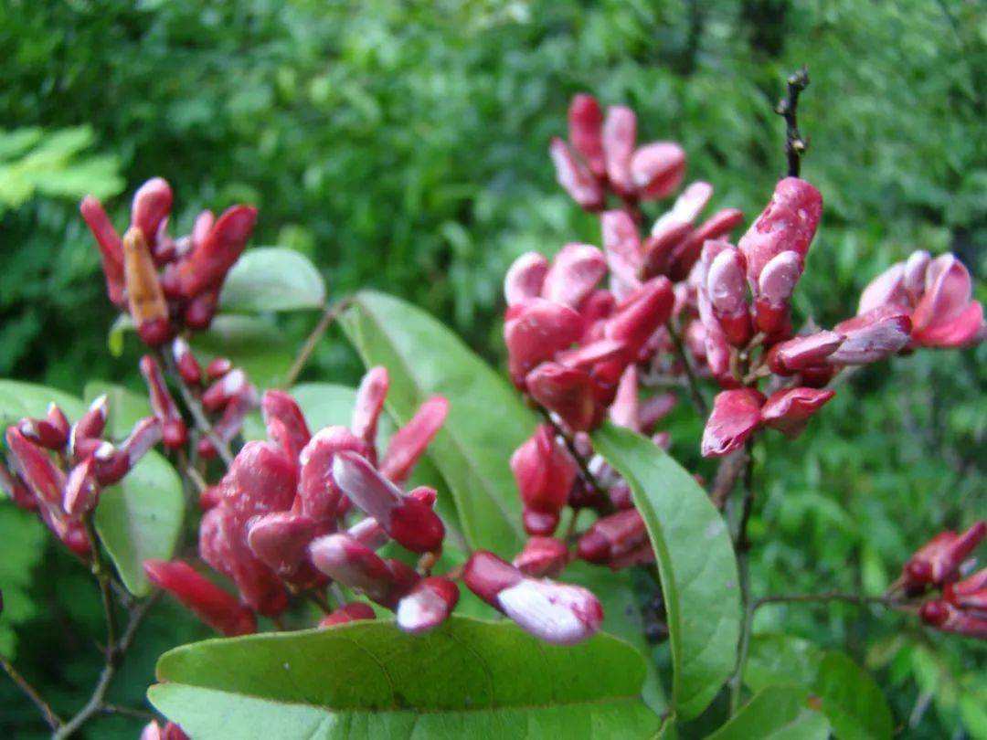 这些多彩藤蔓植物,随便一株就能爬满墙头,美翻十里八村!