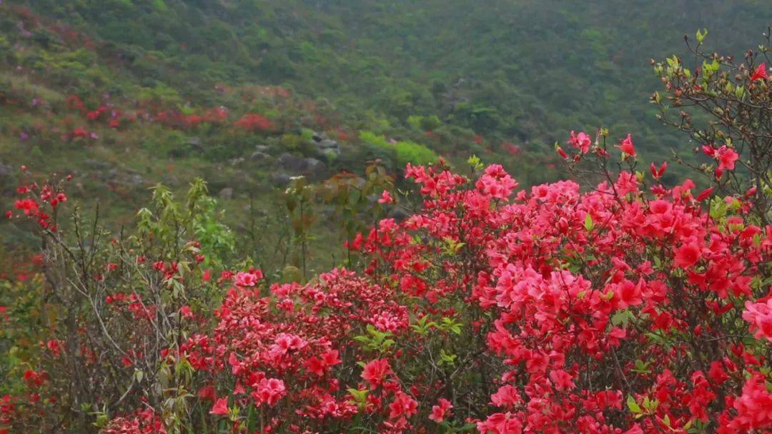 岭上开遍映山红,漳平天台山杜鹃邀您共赴花约!