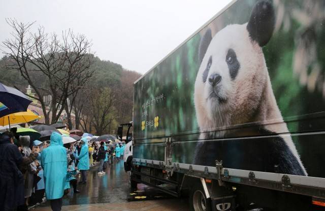 韩国人很想念！大熊猫“福宝”将于今秋登韩国银幕