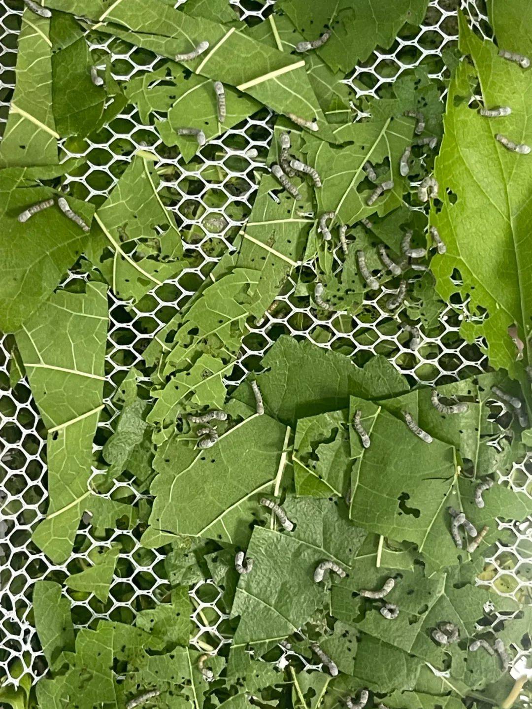 科学课的作业之一旨在让孩子通过观察蚕宝宝从孵化到变成蚕蛾的过程
