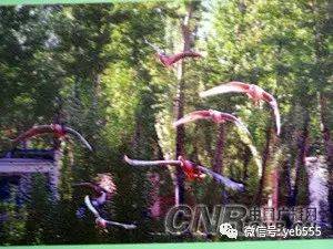 全世界的鹅品种都全了！
