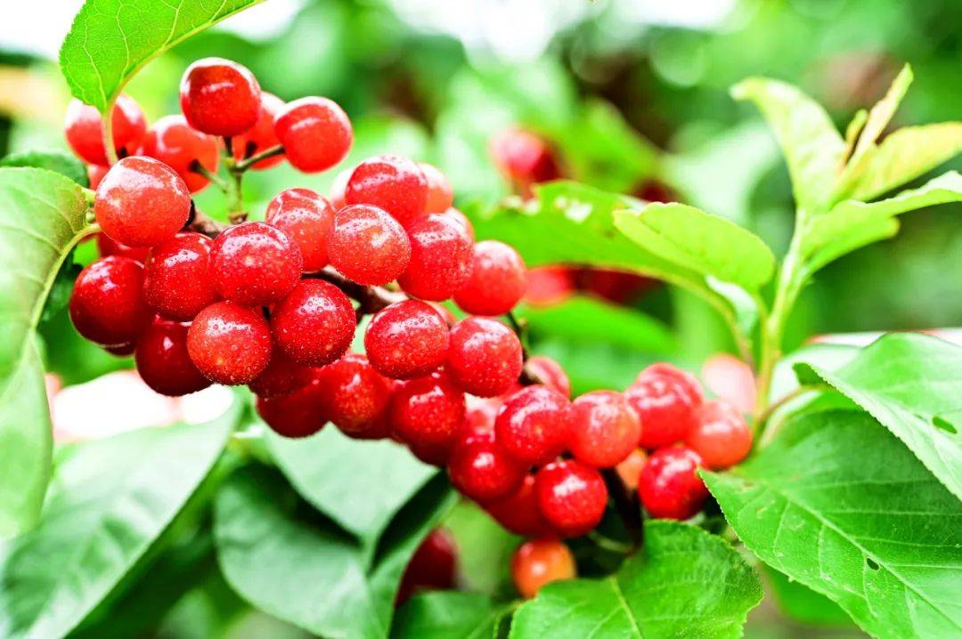 甜美樱桃·幸福鲁甸 | 跟着古诗词品鲁甸樱桃(六)