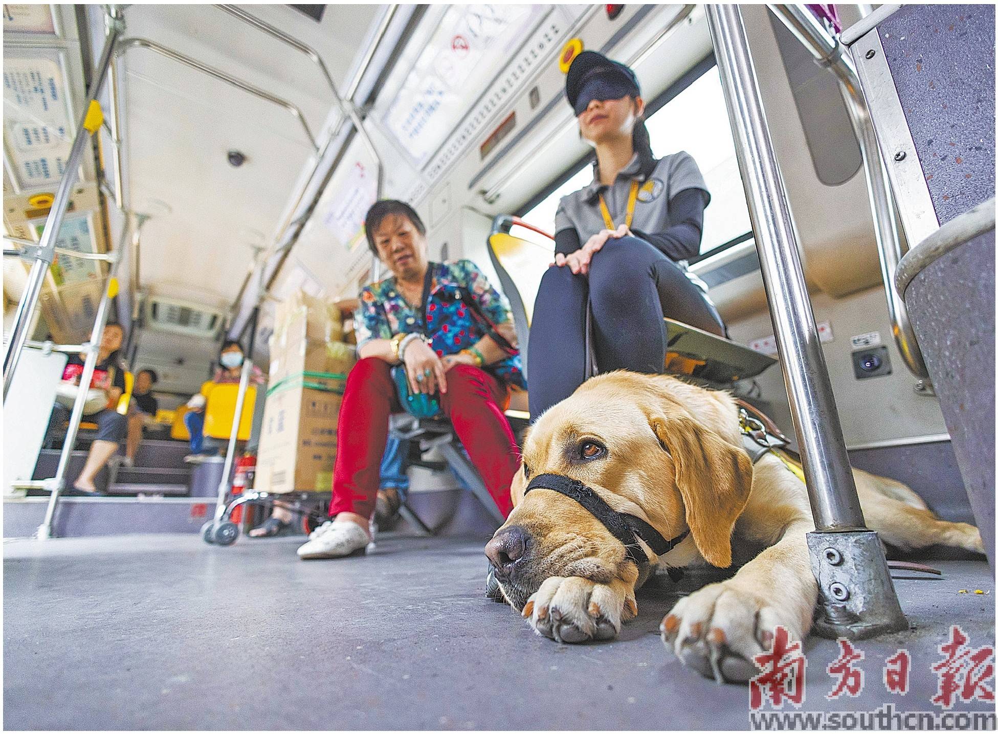 导盲犬,请上车_训练_李苑甄_人类