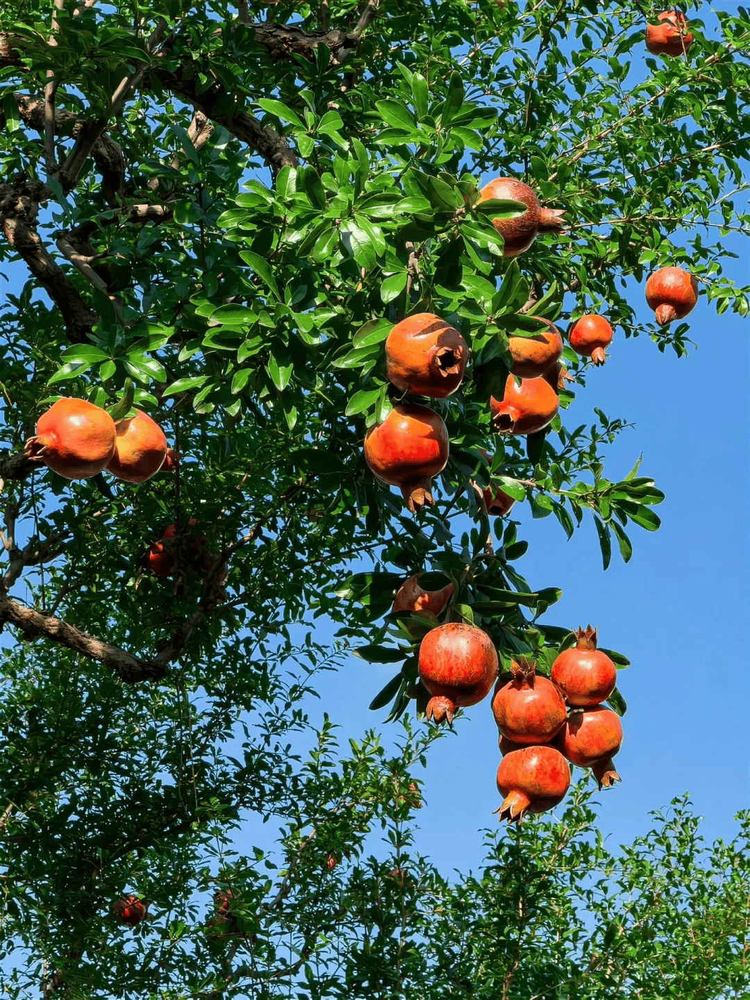 石榴树和石榴的照片图片