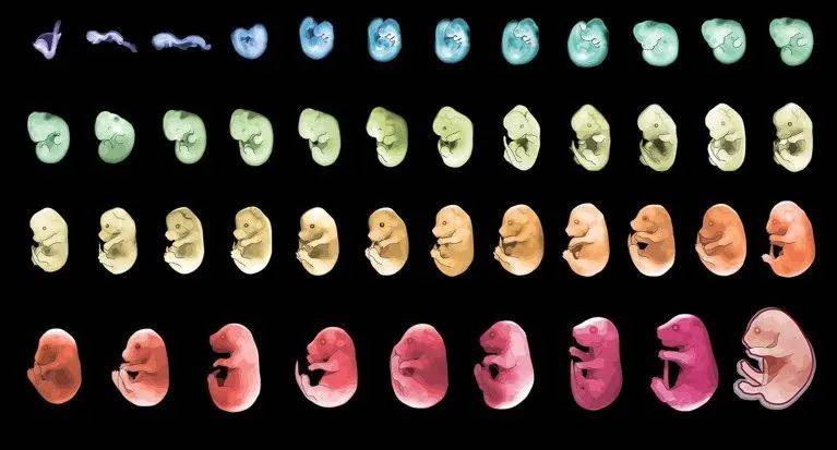 小鼠胚胎从发育的第八天(左上)到出生(右下)的过程图片来源:c