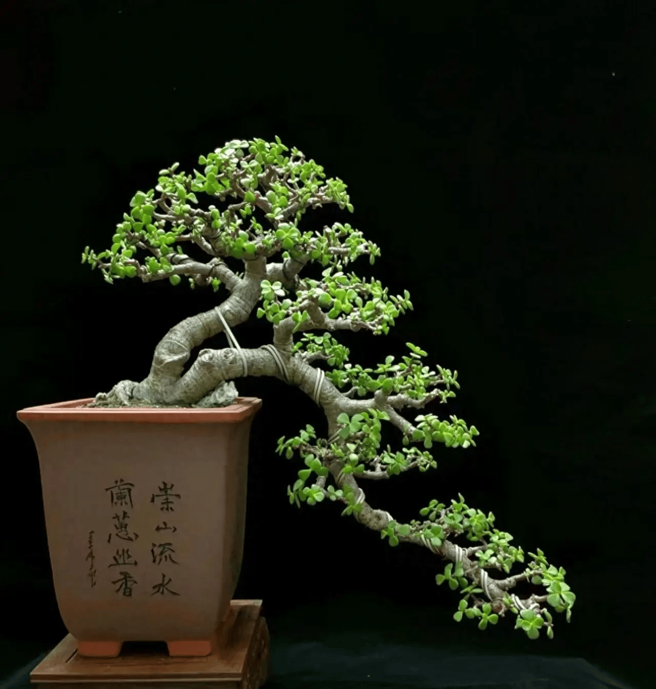 北京一大叔,用一根"铝丝",将金枝玉叶养出"悬崖桩",真美!