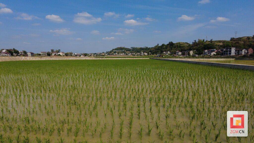 大安区回龙镇:9000亩高标准水稻完成栽插