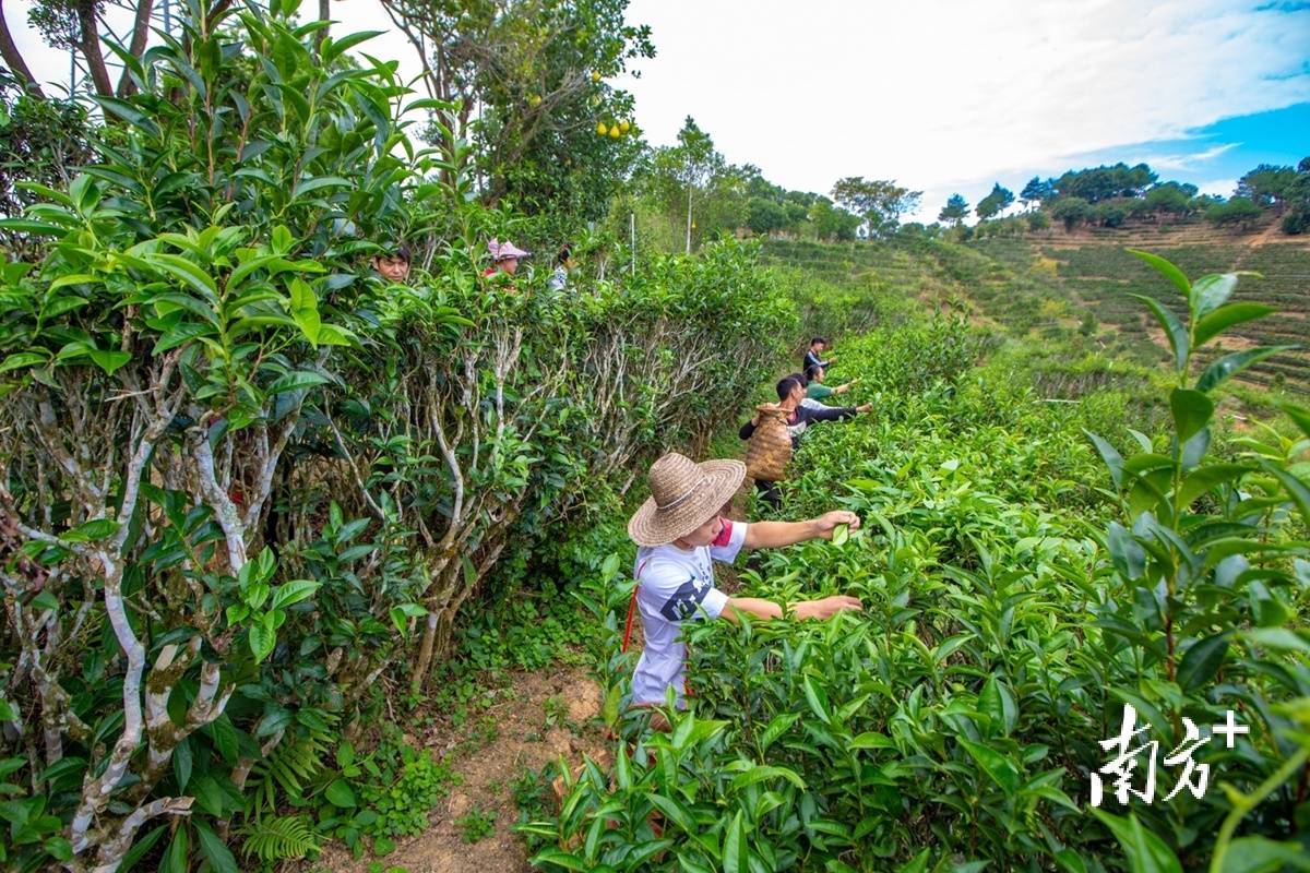 高德娱乐视觉｜绿叶变“金”叶茶著作看大埔(图6)