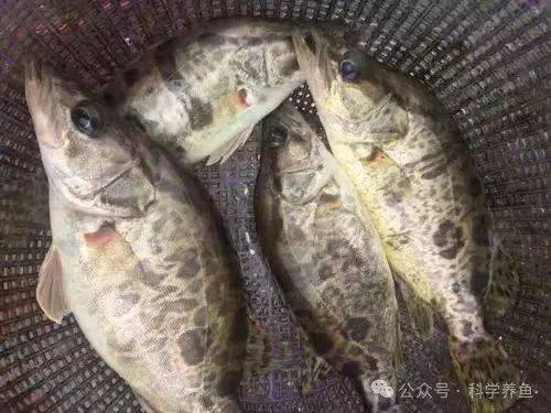 还有两天就是"五一",鱼市行情会怎么样?