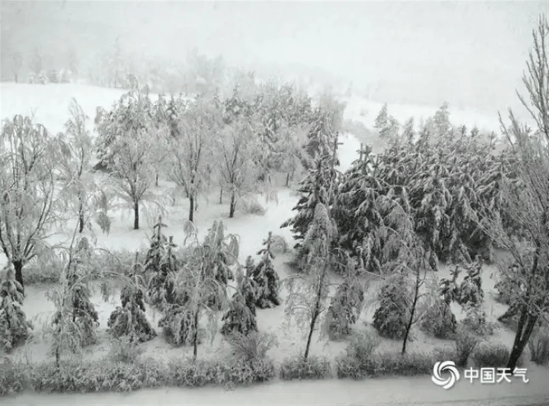中小学停课！内蒙古一地突降大雪
