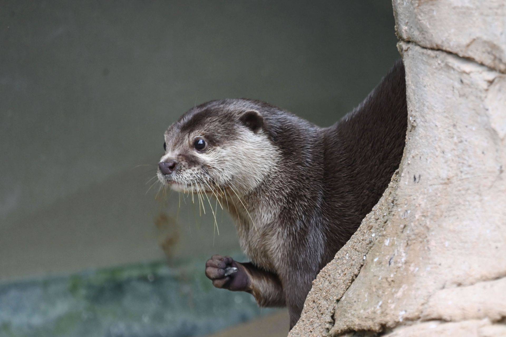 萌态十足,水獭亮相深圳野生动物园