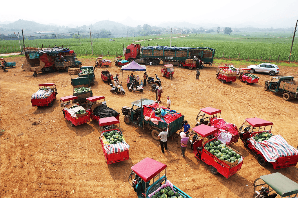 新和镇:西瓜套种喜获丰收