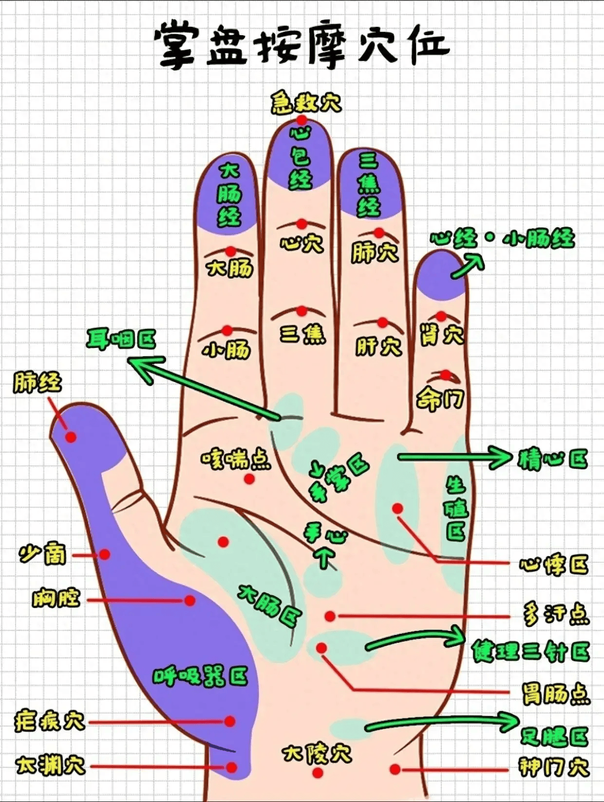 甲状腺的手掌反射区图片