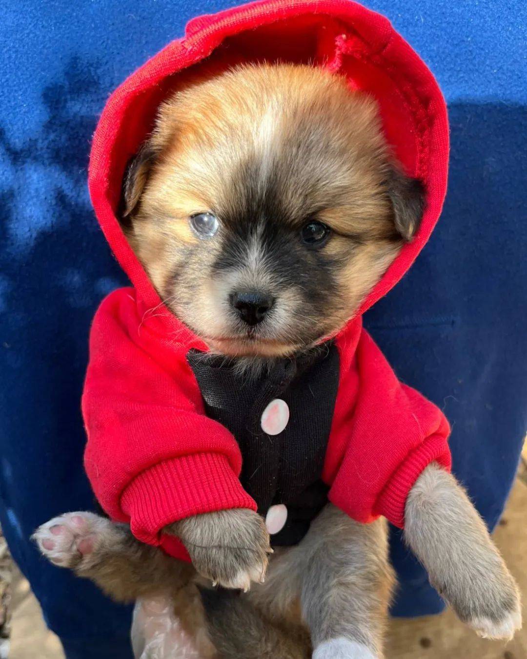 大眼睛小型犬;闹闹胖嘟嘟的小奶狗特别亲人聪明圆滚滚的身子长不大