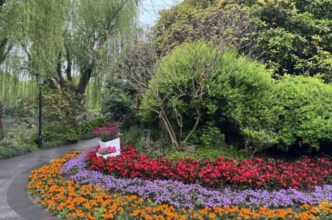 氛围感十足,宝山花卉街景布置上新_公园_牡丹江路_花坛