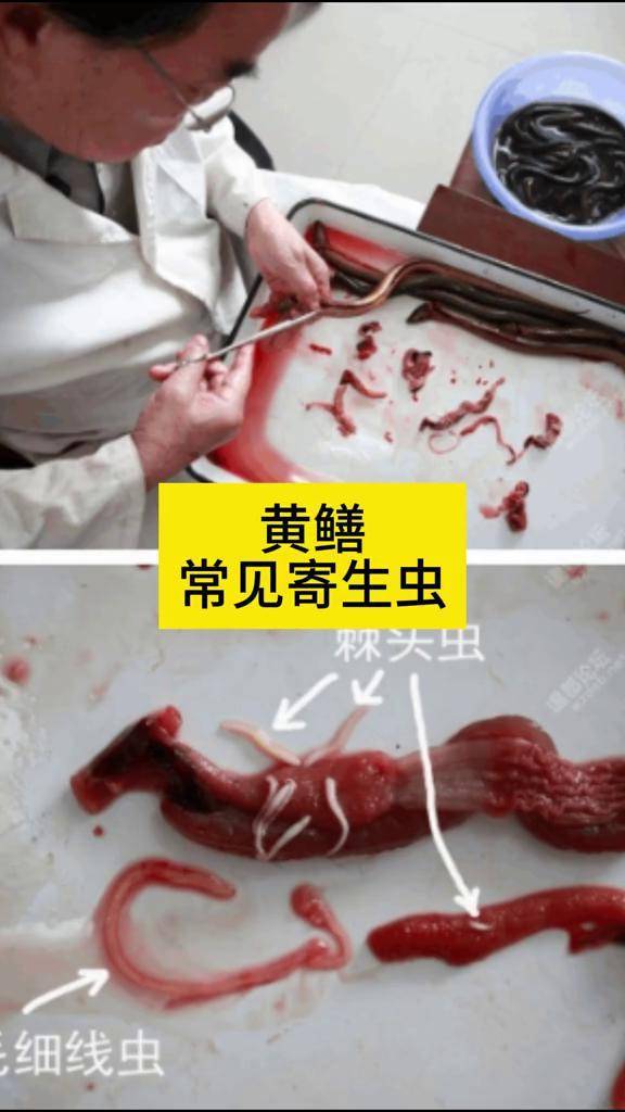 黄鳝 常见寄生虫黄鳝寄生虫性疾病分三种:一是肠道寄生虫病,主要有棘