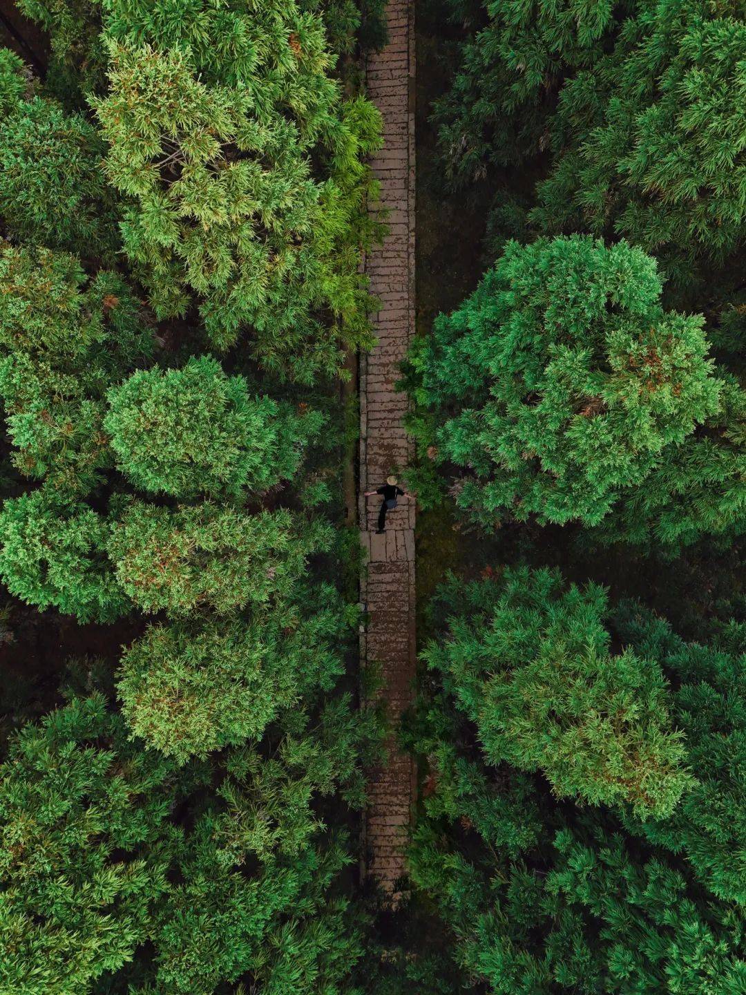 上新大山深处的森林苔藓咖啡邀你一探究竟