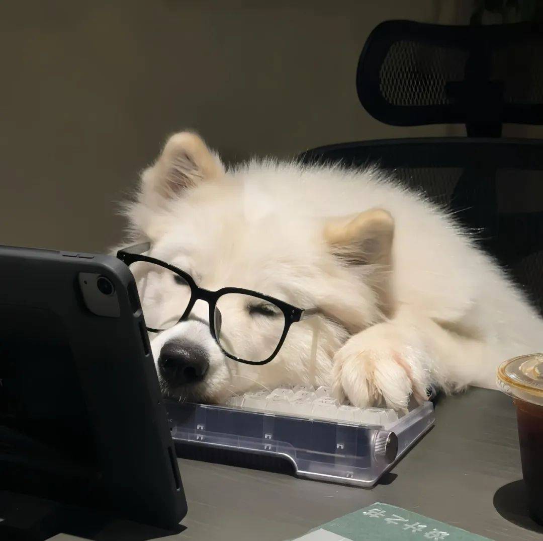 壁纸 动物 狗 狗狗 1080_1075