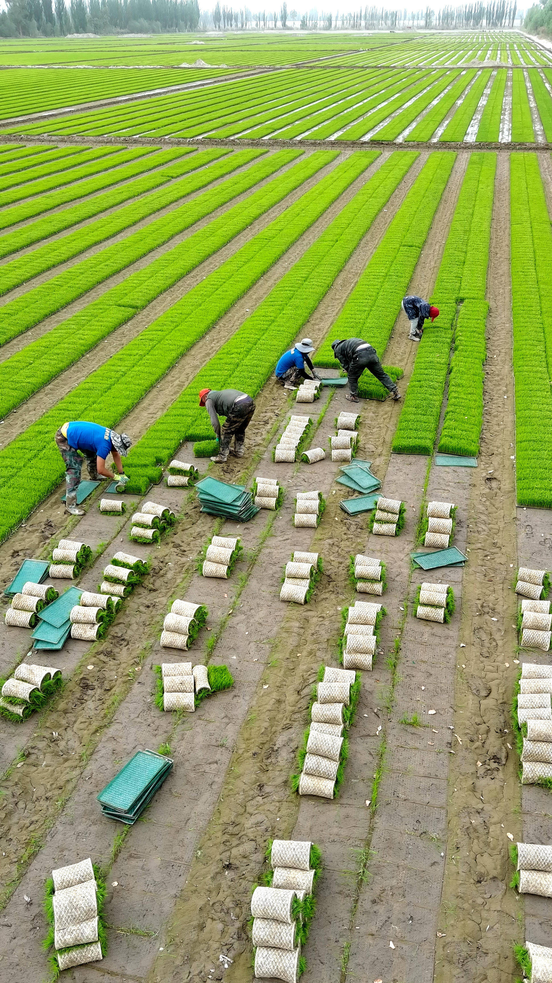 劳动节里播种忙