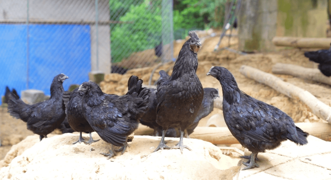 多万元,用于加强该村基层党组织阵地建设,发展肉牛养殖,旧院黑鸡养殖