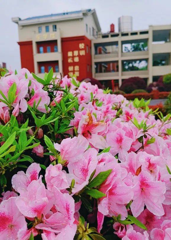 望城校园“校花”大赏！你PICK哪一个？-长沙励烽教育集团望城新校区地址