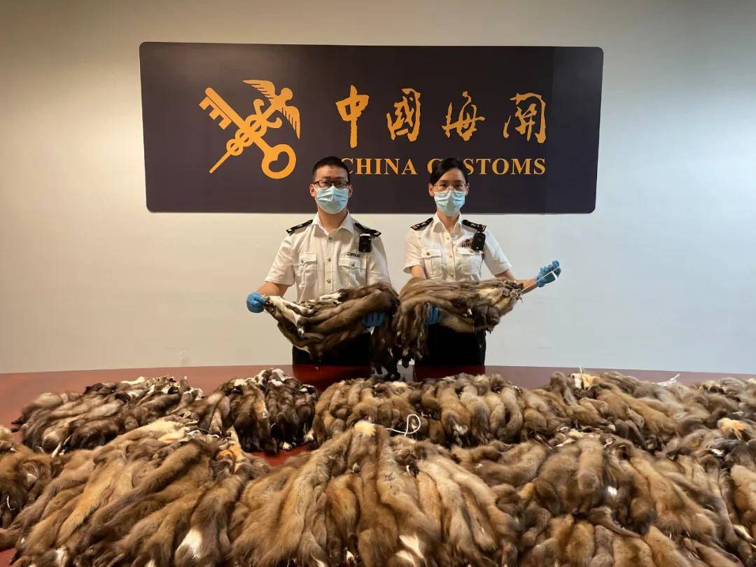 622张貂皮,这压迫感不就来了_海关_动物_毛皮