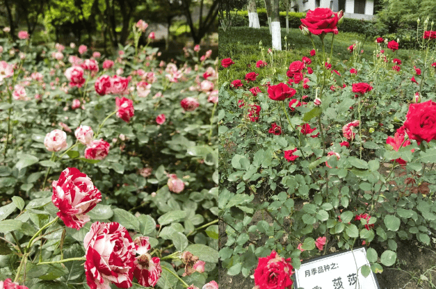赏花、逛展、遛娃 这个五一假期重庆两江新区公园“耍事”多