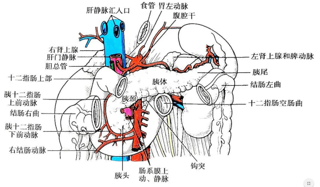 局部解剖学