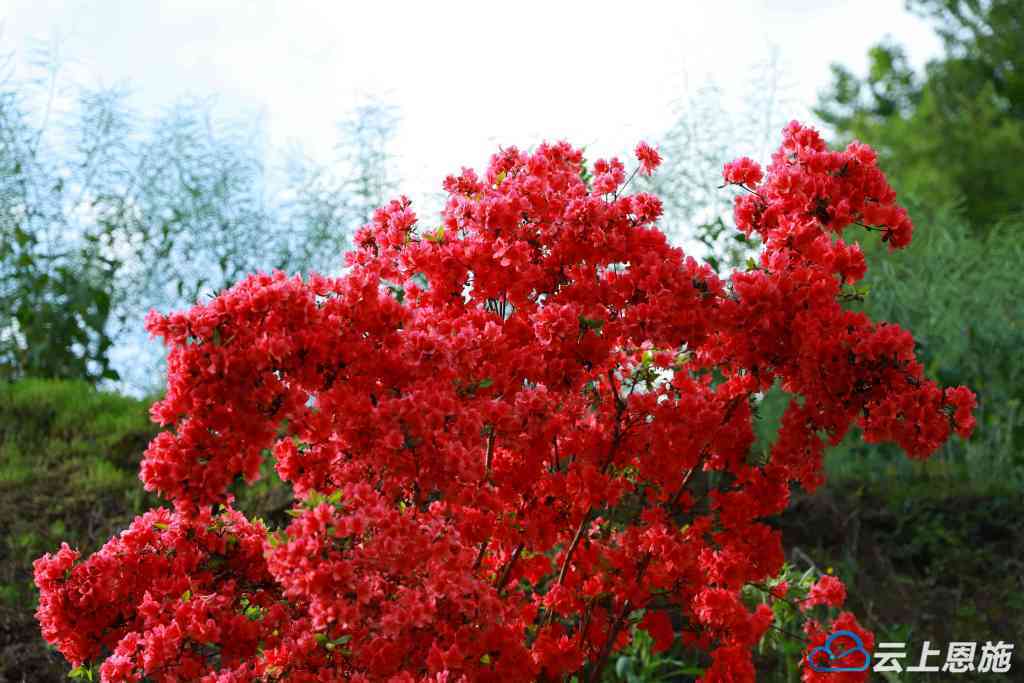 组图| 建始:满目花枝俏 映山漫山红_映山红_满山_杨万里