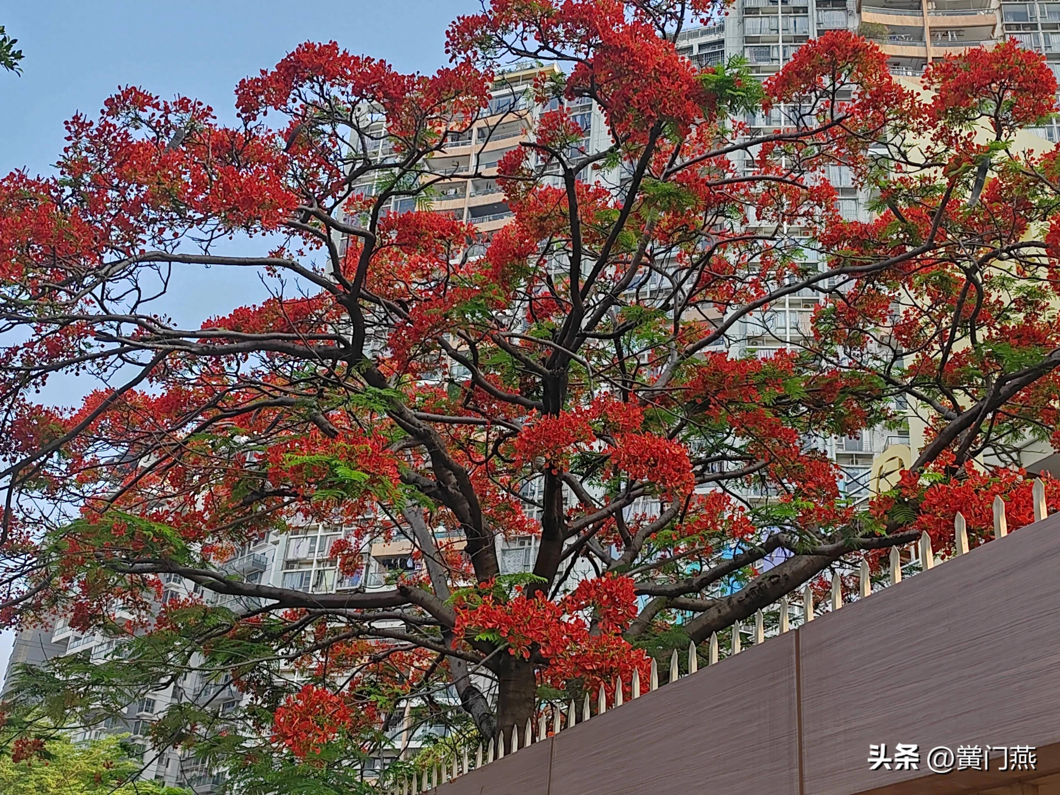 七绝.深圳凤凰花开