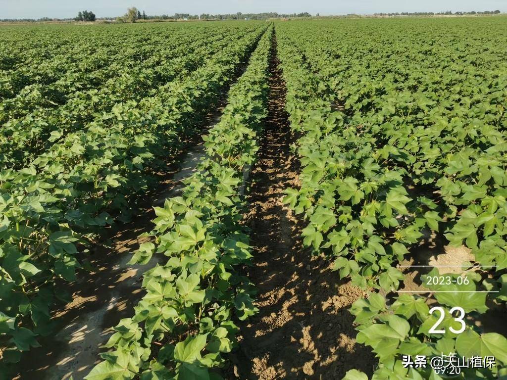 棉田苗期化控技术要点_棉花_的生产_应用