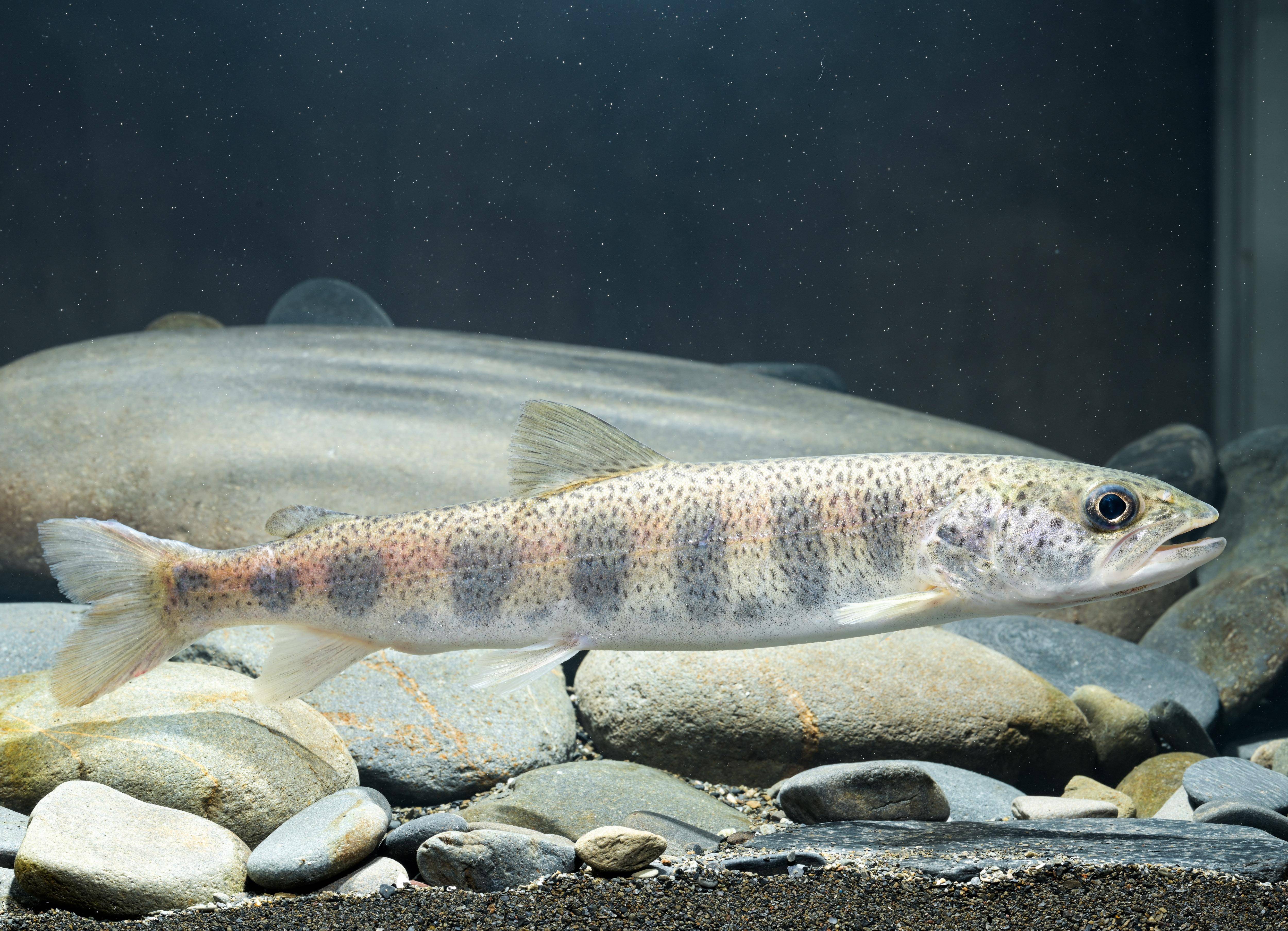 新华全媒 丨国家一级保护动物川陕哲罗鲑全人工繁殖成功