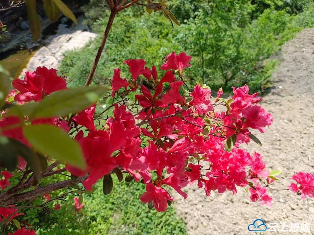 组图| 建始:满目花枝俏 映山漫山红_映山红_满山_杨万里