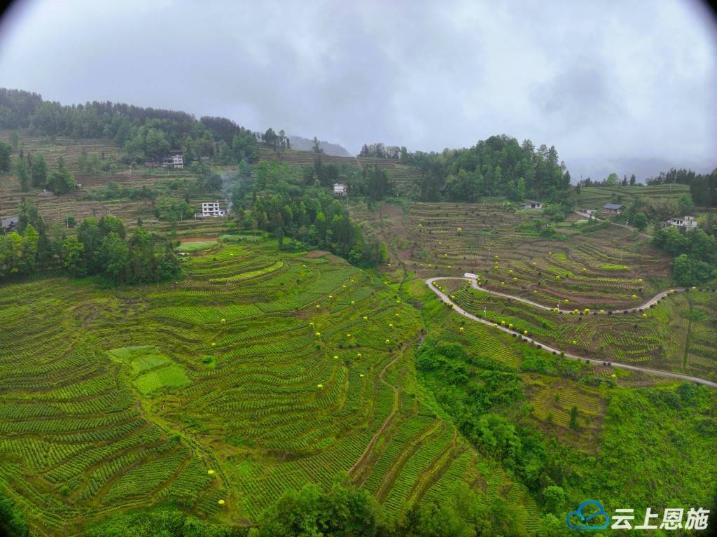 咸丰:院落·古树·茶园