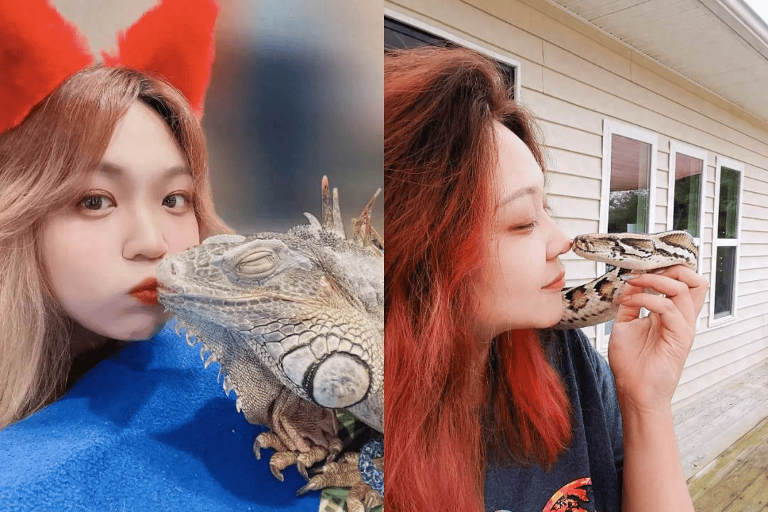 REPTIZOO对话爬宠玩家Iliana,爬宠爱好者的独特视角与感悟_保护_因为_工作