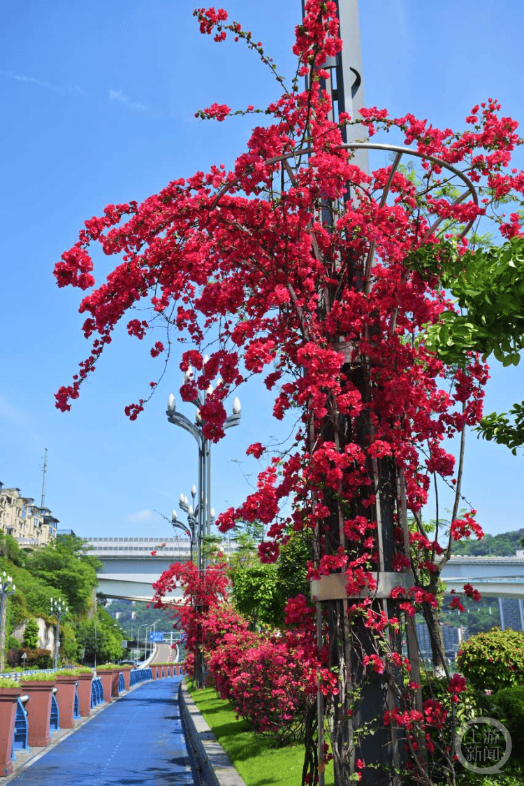 重庆三角梅"上天入地",姿态万千美翻天