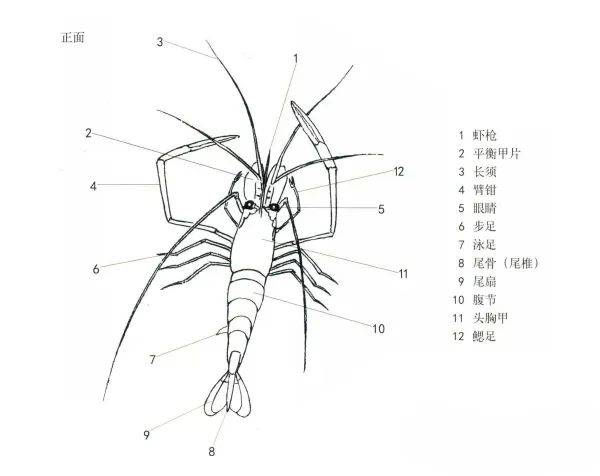 p  strong 虾体态结构白描示意图 /strong  /p   p  span 正面