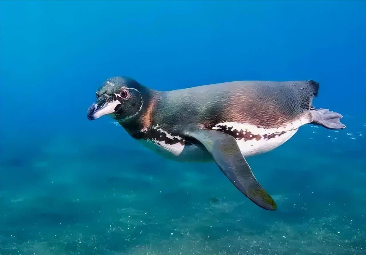 全球变暖,为吃饭不被"灭绝""鹅"拼了