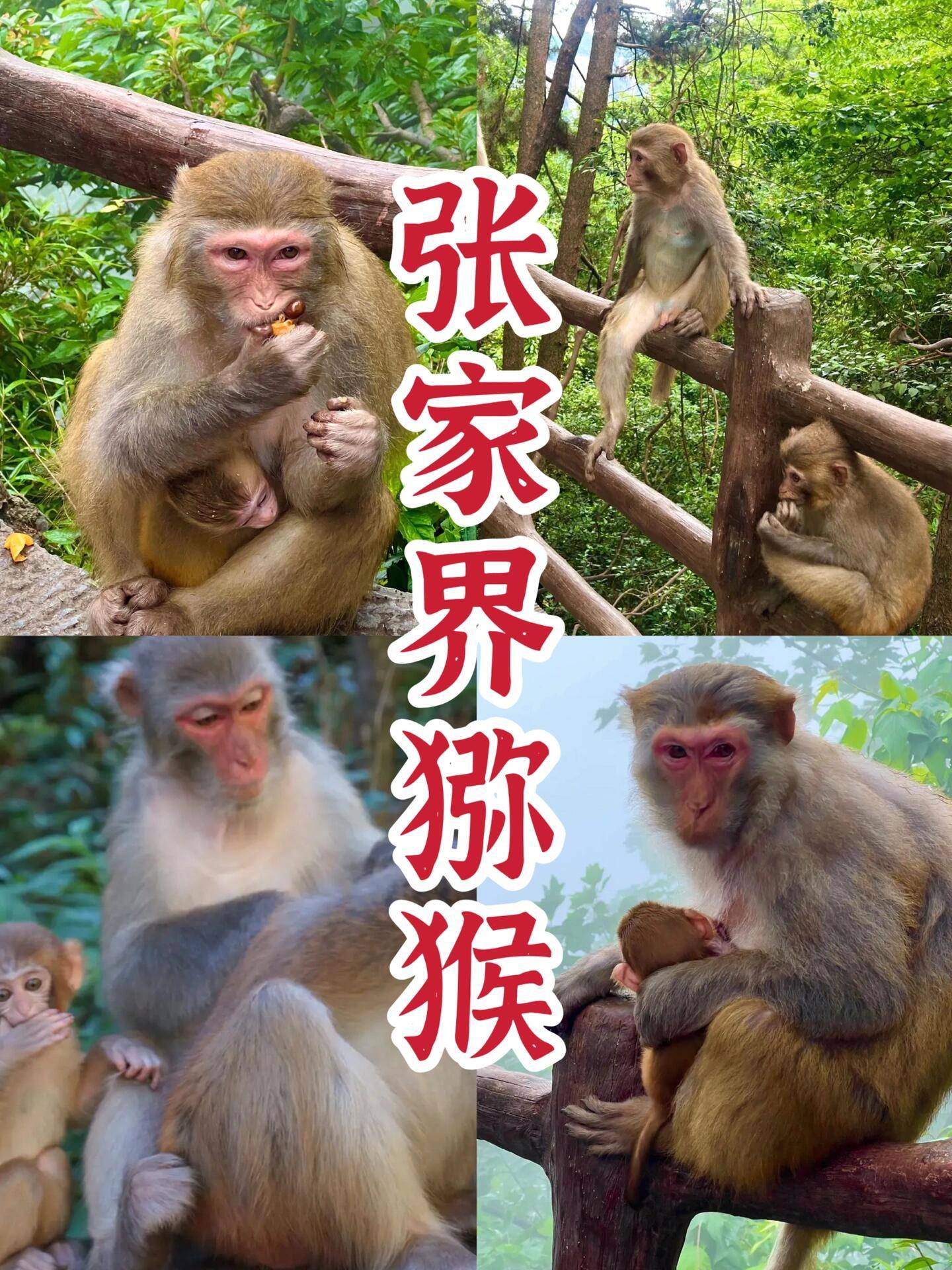 跟团从仙桃到张家界旅游 ,景点解析,这篇省钱攻略一定