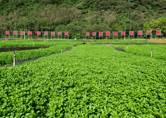 【县乡人大】阳山县江英镇:发挥"联络站 菜产业"优势 推动特色农业